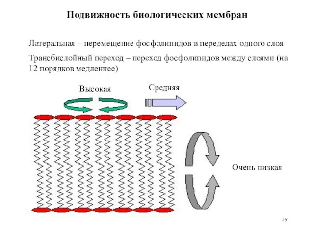 Высокая Средняя Очень низкая Подвижность биологических мембран Латеральная – перемещение