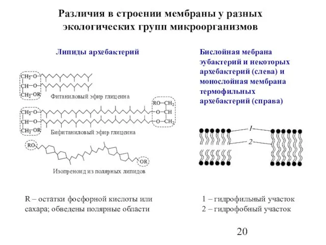 Различия в строении мембраны у разных экологических групп микроорганизмов Бислойная