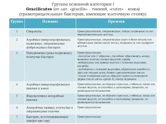 Группы основной категории I Gracilicutes (от лат. «gracilis» - тонкий,