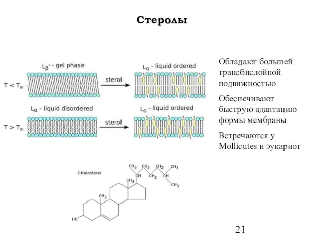 Стеролы Обладают большей трансбислойной подвижностью Обеспечивают быструю адаптацию формы мембраны Встречаются у Mollicutes и эукариот