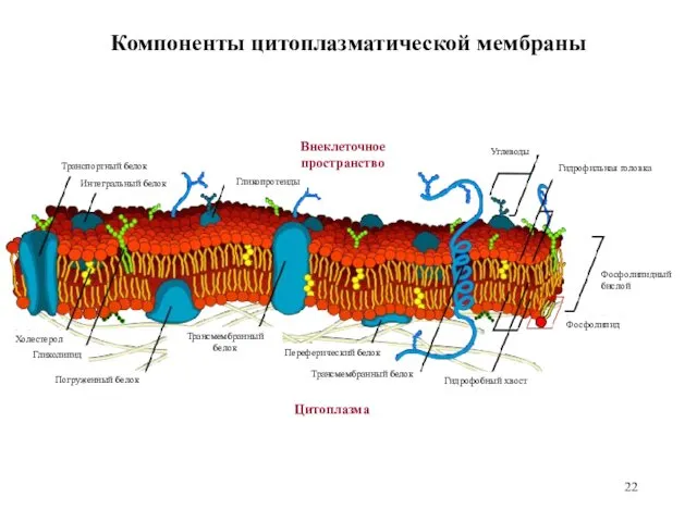 Углеводы Гликопротеиды Транспортный белок Холестерол Интегральный белок Гликолипид Погруженный белок