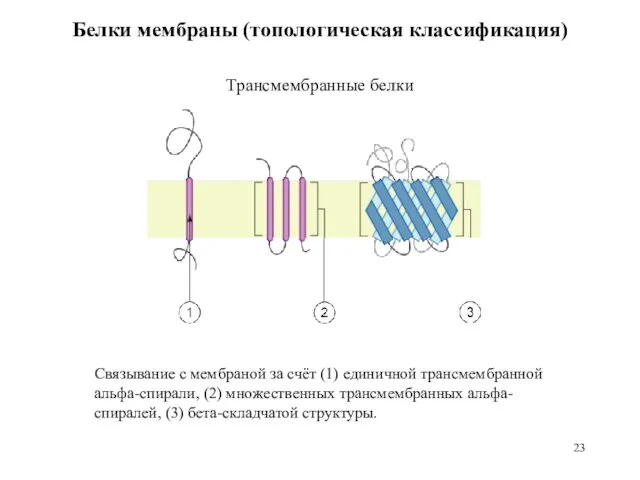 Белки мембраны (топологическая классификация) Трансмембранные белки Связывание с мембраной за