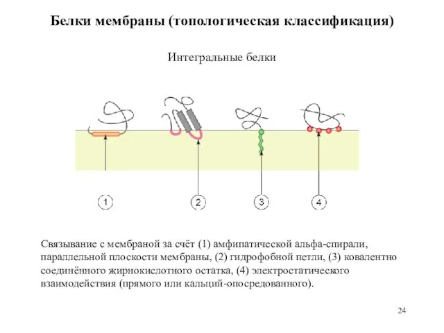 Интегральные белки Белки мембраны (топологическая классификация) Связывание с мембраной за