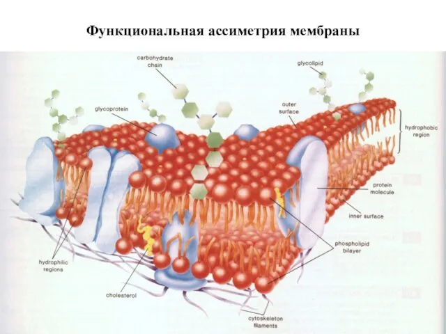 Функциональная ассиметрия мембраны