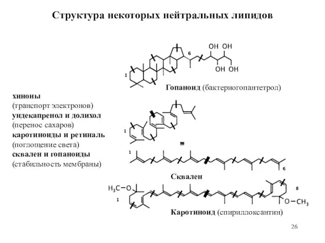 Структура некоторых нейтральных липидов Гопаноид (бактериогопантетрол) Сквален Каротиноид (спириллоксантин) хиноны