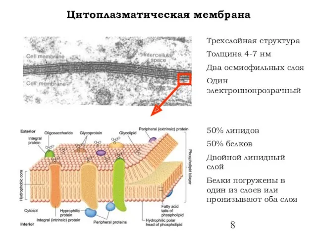 Цитоплазматическая мембрана Трехслойная структура Толщина 4-7 нм Два осмиофильных слоя