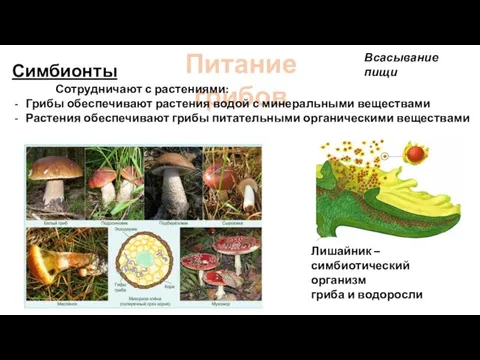 Питание грибов Симбионты Сотрудничают с растениями: Грибы обеспечивают растения водой