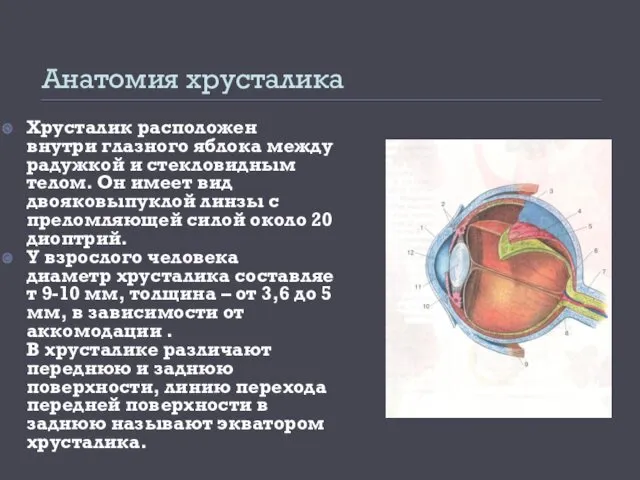 Анатомия хрусталика Хрусталик расположен внутри глазного яблока между радужкой и