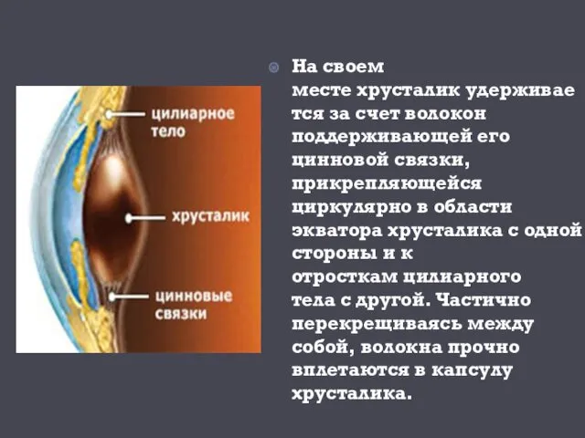 На своем месте хрусталик удерживается за счет волокон поддерживающей его