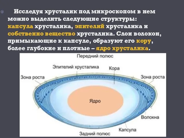 Исследуя хрусталик под микроскопом в нем можно выделить следующие структуры: