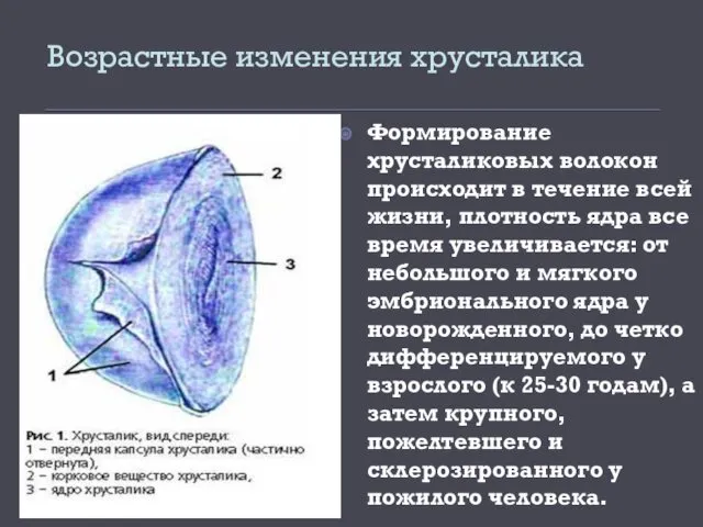 Возрастные изменения хрусталика Формирование хрусталиковых волокон происходит в течение всей