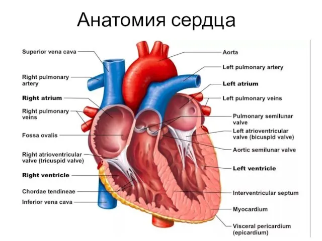 Анатомия сердца