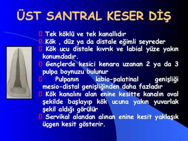 ÜST SANTRAL KESER DİŞ . Tek köklü ve tek kanallıdır