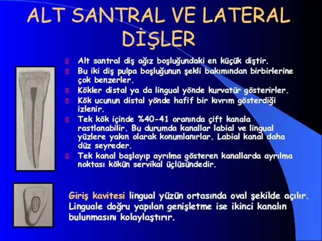 ALT SANTRAL VE LATERAL DİŞLER Alt santral diş ağız boşluğundaki