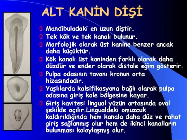 ALT KANİN DİŞİ Mandibuladaki en uzun diştir. Tek kök ve