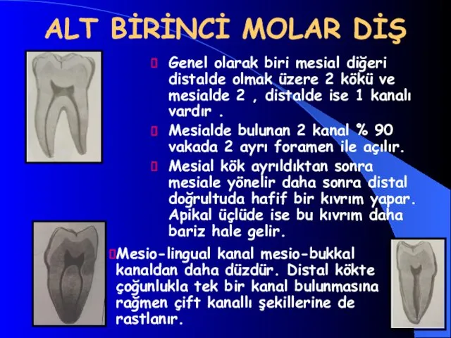 ALT BİRİNCİ MOLAR DİŞ Genel olarak biri mesial diğeri distalde