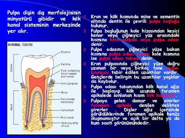 Kron ve kök kısmında mine ve sementin altında dentin ile