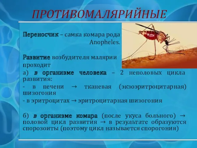 ПРОТИВОМАЛЯРИЙНЫЕ Переносчик – самка комара рода Anopheles. Развитие возбудителя малярии