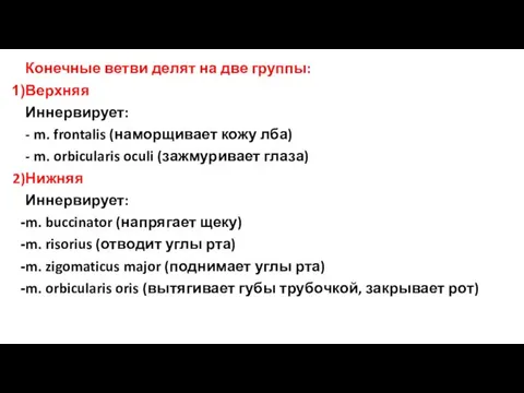 Конечные ветви делят на две группы: Верхняя Иннервирует: - m.