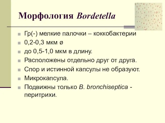 Морфология Bordetella Гр(-) мелкие палочки – коккобактерии 0,2-0,3 мкм ø
