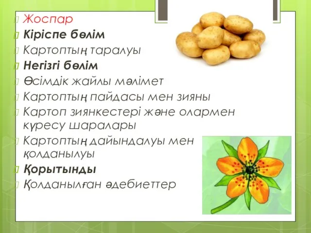 Жоспар Кіріспе бөлім Картоптың таралуы Негізгі бөлім Өсімдік жайлы мәлімет