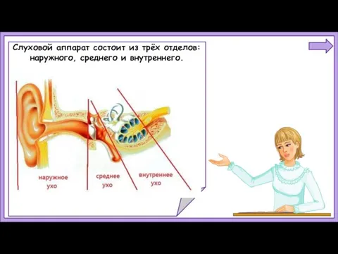 Слуховой аппарат состоит из трёх отделов: наружного, среднего и внутреннего.