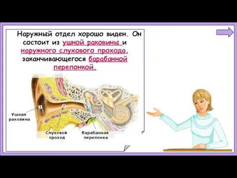 Наружный отдел хорошо виден. Он состоит из ушной раковины и наружного слухового прохода, заканчивающегося барабанной перепонкой.