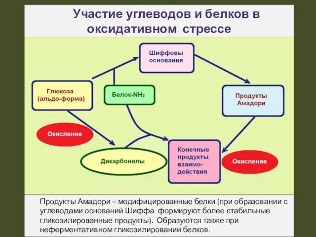 Участие углеводов и белков в оксидативном стрессе Продукты Амадори –