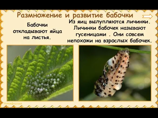 Бабочки откладывают яйца на листья. Размножение и развитие бабочки Из яиц вылупляются личинки.