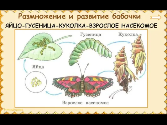 ЯЙЦО-ГУСЕНИЦА-КУКОЛКА-ВЗРОСЛОЕ НАСЕКОМОЕ Размножение и развитие бабочки