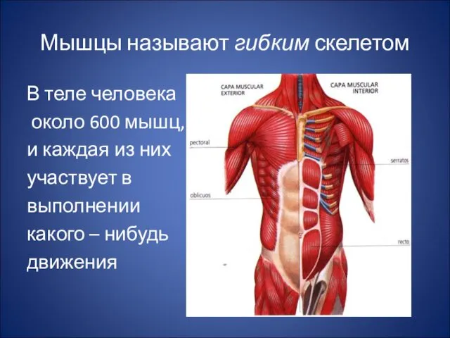 Мышцы называют гибким скелетом В теле человека около 600 мышц, и каждая из