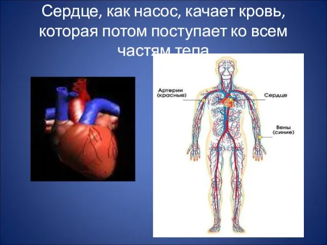 Сердце, как насос, качает кровь, которая потом поступает ко всем частям тела