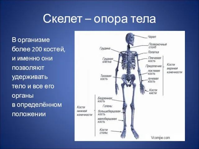 Скелет – опора тела В организме более 200 костей, и именно они позволяют
