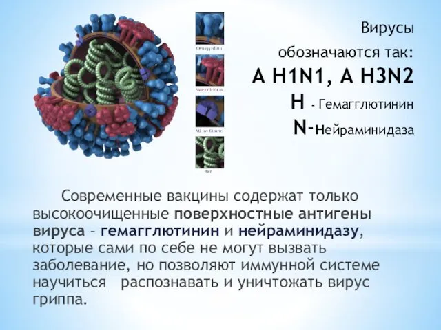 Вирусы обозначаются так: A H1N1, A H3N2 H - Гемагглютинин N-нейраминидаза Современные вакцины
