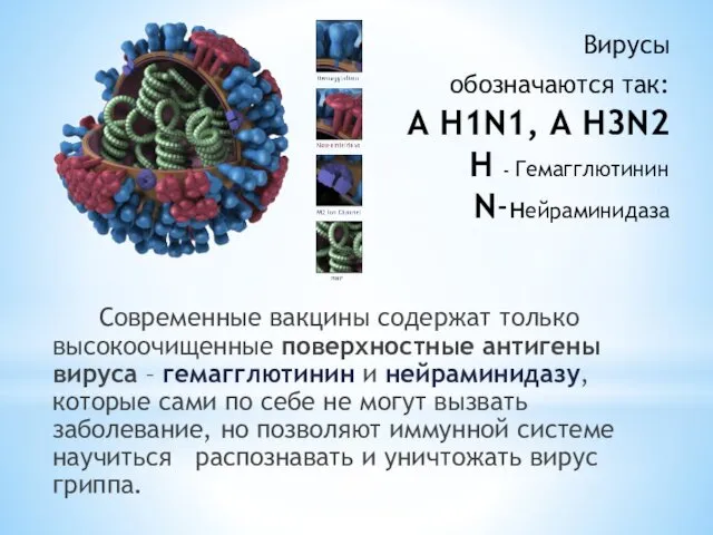 Вирусы обозначаются так: A H1N1, A H3N2 H - Гемагглютинин