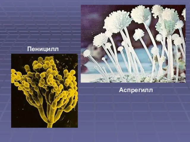 Аспрегилл Пеницилл