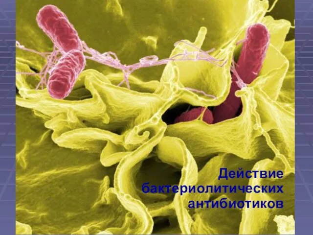 Действие бактериолитических антибиотиков