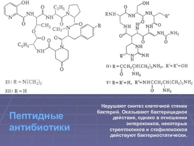 Пептидные антибиотики Нарушают синтез клеточной стенки бактерий. Оказывают бактерицидное действие,