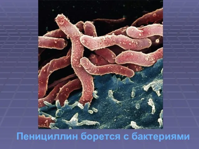 Пенициллин борется с бактериями