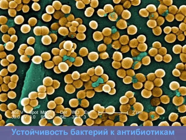 Устойчивость бактерий к антибиотикам