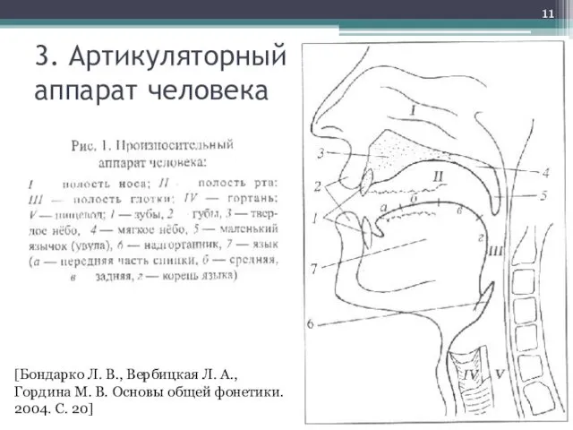 3. Артикуляторный аппарат человека [Бондарко Л. В., Вербицкая Л. А.,