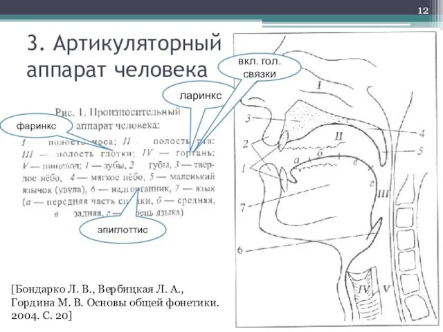 3. Артикуляторный аппарат человека [Бондарко Л. В., Вербицкая Л. А.,