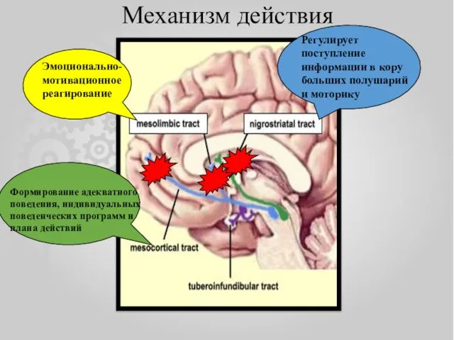 Механизм действия Регулирует поступление информации в кору больших полушарий и