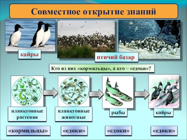 Совместное открытие знаний кайры птичий базар Кто из них «кормильцы»,