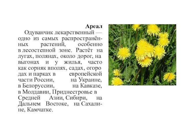 Ареал Одуванчик лекарственный — одно из самых распространён-ных растений, особенно
