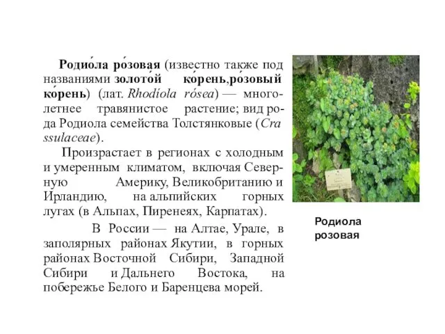 Родио́ла ро́зовая (известно также под названиями золото́й ко́рень,ро́зовый ко́рень) (лат.