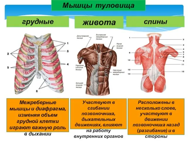 Мышцы туловища грудные живота Межреберные мышцы и диафрагма, изменяя объем