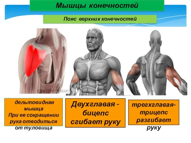 Мышцы конечностей Пояс верхних конечностей дельтовидная мышца При ее сокращении