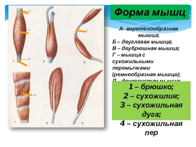 Форма мышц А- веретенообразная мышца; Б – двуглавая мышца; В