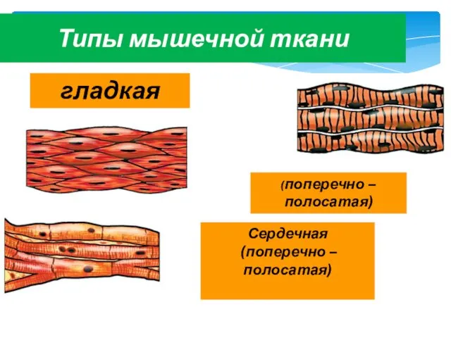 Типы мышечной ткани гладкая Сердечная (поперечно – полосатая) (поперечно – полосатая)